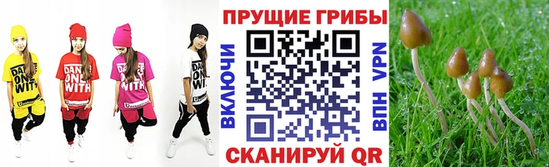 как найти   мега зеркало  Псилоцибиновые грибы Cubensis  Данков 